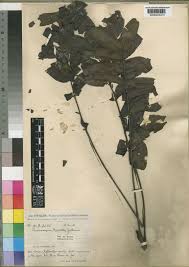 Image result for Antrocaryon nannanii