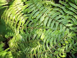 Image result for Pneumatopteris unita