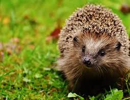 Pixabay De Ucretsiz Goruntuler Kirpi Cocuk Kirpi Hayvan In 2020 Animals That Hibernate Hedgehog Facts For Kids Hedgehog Pet