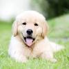 Welcome to valor golden retrievers. 1