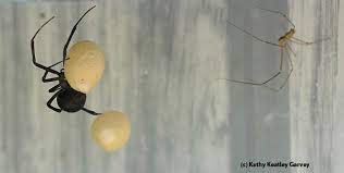 Maybe you're wondering about the benefits of. Black Widow Spider Spells Danger Bug Squad Anr Blogs