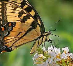 Pruning Butterfly Bushes Growing A Greener World