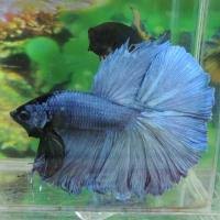 New varieties of betta fish. Betta Colors Patterns Betta Source