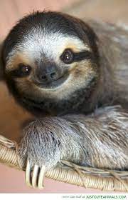 Happy Sloth Just Cute Animals Cute Animals Cute Baby Sloths Baby Animals
