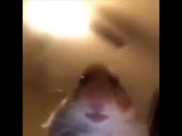 My 14 year old tuxedo looked up and saw my cat staring at me. Hamster Hamster Staring At Camera Kameraya Focus Hamster Be Careful So Dangerous Youtube