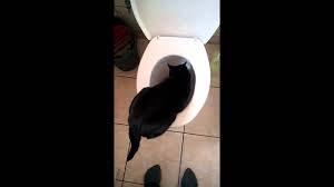 Check spelling or type a new query. Fucking Cat Drinks Water From Toilet Thug Life Youtube