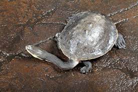 Australian Snake Necked Turtle Chelodina Longicollis World Turtle Day Tortoise Turtle Turtle Day