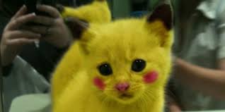 Safe and professional quality pet hair dye. Petition Tell Big Dog Boutique To Stop Selling Pet Fur Dye
