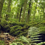 Image result for Terrarium Cling Background