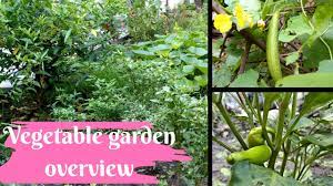 Is there such a thing as a potager garden? Kitchen Garden At Home In Hindi Bloom And Grow Photography