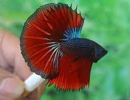 Hal yang diperhatikan dalam merawat cupang hias. Ada Yang Nak Tau Cara Biak Ikan Ikan Laga Kuala Kedah Facebook