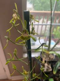 Image result for Eulophia seleensis