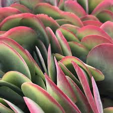 Image result for kalanchoe thyrsiflora