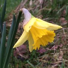 'rijnvelds early sensation' is one of the earliest flowering narcissus. Narcissus Rijnveld S Early Sensation Syn Narcissus January Daffodil Rijnveld S Early Sensation Trumpet In Gardentags Plant Encyclopedia