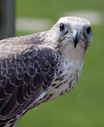 Falcon Balaban Sahin Saker Falcon Saker Falcon Turlerin Ozellikleri