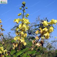 Image result for Caesalpinia decapetala
