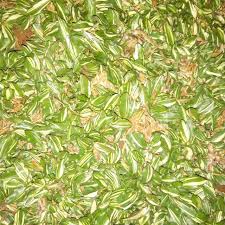Stok ready bisa dikirim keseluruh indonesia. Rumput Taman Gajah Mini Varigata Gajah Mini Varigata Rumput Taman Rumput Gajah Mini Varigata Shopee Indonesia