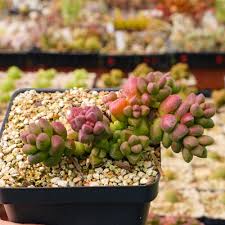 Image result for Crassula alsinoides