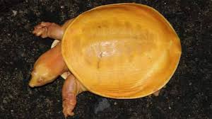Soft shell turtle mating during photo taking session. Farmer Finds Rare Yellow Turtle In India News 4 Buffalo