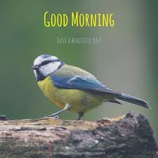 Birds That Start With Blue Time To Start The Day Good Morning Images Morning Images Good Morning Good Morning Picture