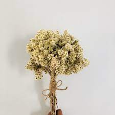Kelopaknya cantik dan tak mudah layu. Bunga Edelweis Bunga Abadi Natural Bunga Kering Shopee Indonesia