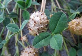 Can you eat clover flowers uk. Eating Weeds Clovers Awkward Botany