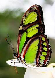 Pin De Tina Sparks En Butterflies And Moths Fotos De Mariposas Insectos Mariposas De Colores