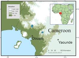 Image result for Brachystephanus