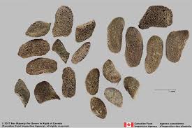 Image result for Zygophyllum