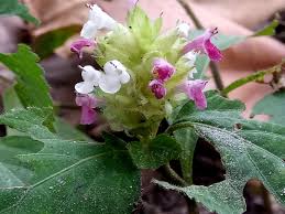 Image result for Achyrospermum