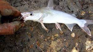 Namun pada perjumpann sebelumnya, yang mana kami juga telah menyamapaikan materi tentang arti mimpi. Ikan Otek Mayong Youtube