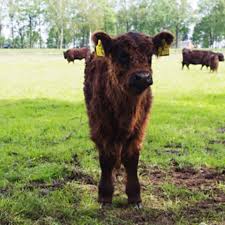 Registered in scotland, company number sc296516. Galloways Gluckliche Rinder Essen Und Trinken