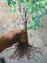 It is great fun to try out different species and so far i have had good success with ficus as they seem very adapt at fusing trunks particularly ficus benjamina. Bonsai Manipur Attempting A Trunk Fusion Bonsai Facebook