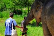 ELEPHANT RETIREMENT PARK - Hostel Reviews (Chiang Mai, Thailand)