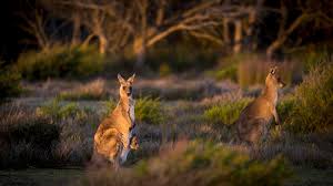 Image result for Warneckea walikalensis