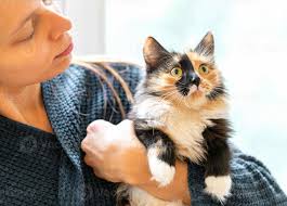 Beautiful young three-color orange-black-and-white cat is lying