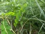 Image result for Phyllanthus omahakensis