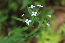 Image result for Conostomium