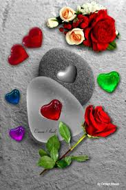 By Omran Aboali Google Beautiful Roses Color Splash Photography Love Flowers