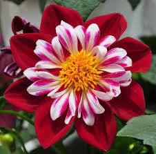 Starsister Red White Collarette Dahlia Fiori Gladioli