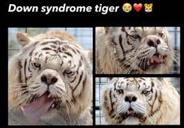 Pin On Down Syndrome Tiger