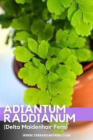 Image result for Adiantum