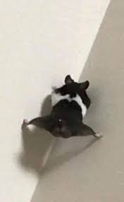 I would be crying 🤣