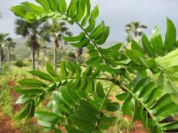 Image result for Canarium schweinfurthii