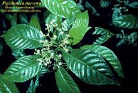 Image result for Psychotria succulenta