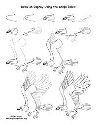 Osprey Drawing Lesson Exploring Nature Educational Resource Bird Drawings Fantasy Art Illustrations Bird Line Drawing