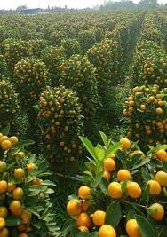 Orange Garden Pakistan Fruit Garden Fruit Plants Plants