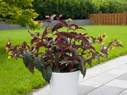 Image result for Dewevrella