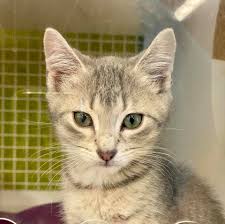 She is doing great and is available for adoption, but they are monitoring. Three Petco Cat Habitat Locations Now Open For Adoptions Kc Pet Project