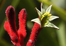 Photos Of Colombia Flowers Anigozanthos Rufa Flowers Kangaroo Paw Planting Flowers